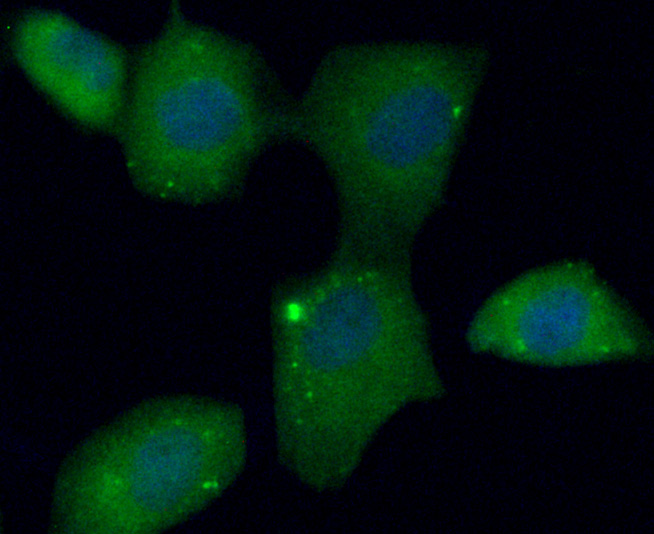 C10orf58 Antibody