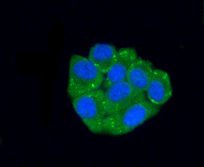 C10orf58 Antibody