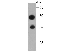 C10orf58 Antibody