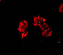 Alpha-cardiac actin Antibody