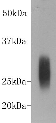 Rabbit IgG κ light chain-HRP Antibody