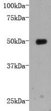 LRP-1 Antibody