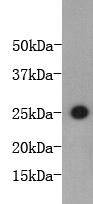 Mouse Interleukin 6 Conjugated HRP Antibody