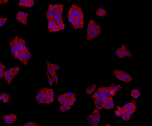 TMEM177 Antibody