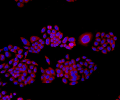 TMEM177 Antibody