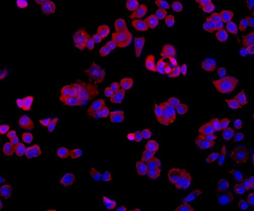 TMEM177 Antibody