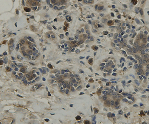 TMEM177 Antibody