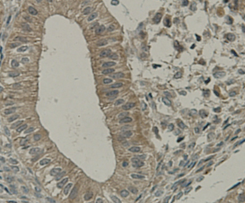 TMEM177 Antibody