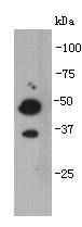 TMEM177 Antibody