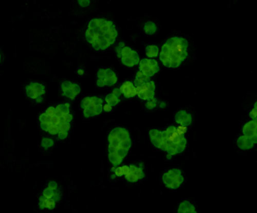 FAM55C Antibody