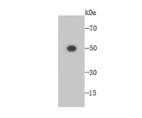 FAM55C Antibody