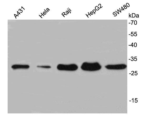 NusA Antibody