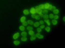 Histone H3 Antibody