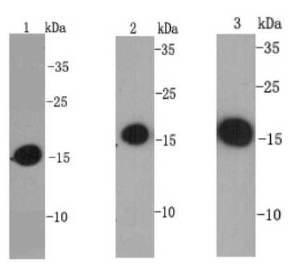 Histone H3 Antibody