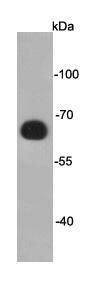 DYKDDDDK Tag(FLAG) Antibody