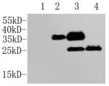 DYKDDDDK Tag(FLAG) Antibody