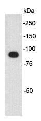 Myc-Tag HRP conjugated Antibody