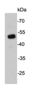 UTF1 Antibody