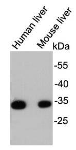 HADHSC Antibody