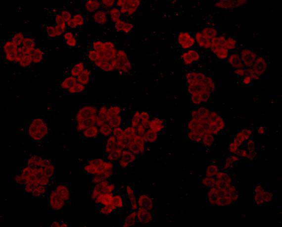 GRP78 BiP Antibody