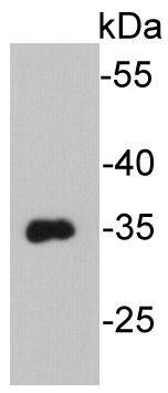 VSV-G-tag Antibody