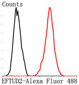 Eftud2 Antibody