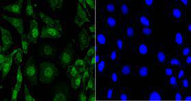 Eftud2 Antibody