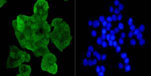 Eftud2 Antibody