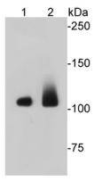 Eftud2 Antibody