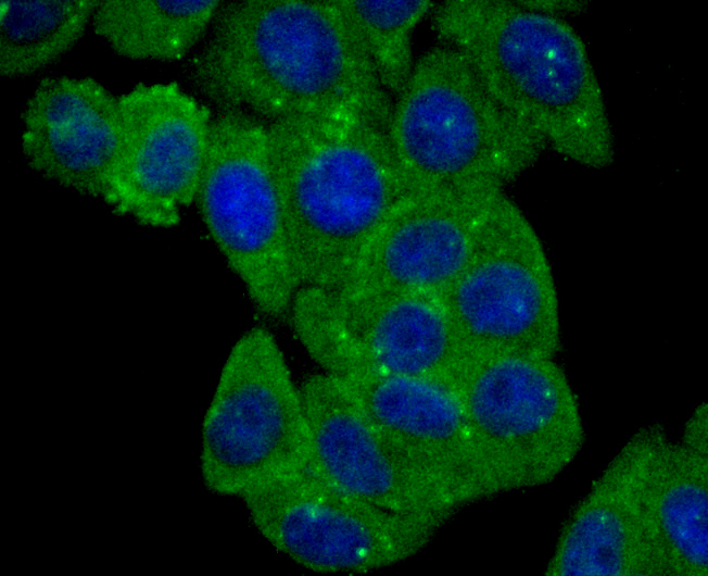 BLCAP Antibody