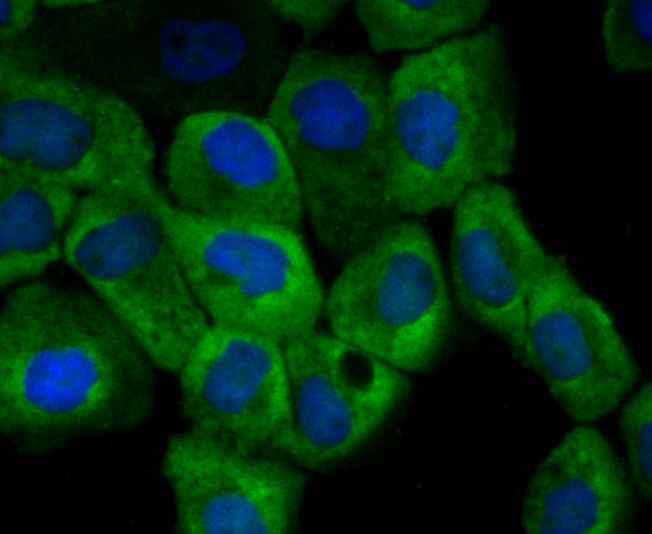 CD137 Antibody