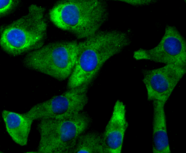 CD137 Antibody