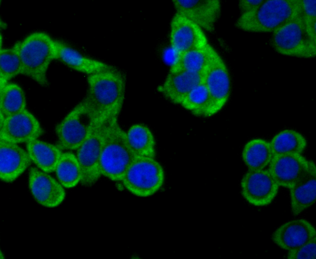 CD137 Antibody