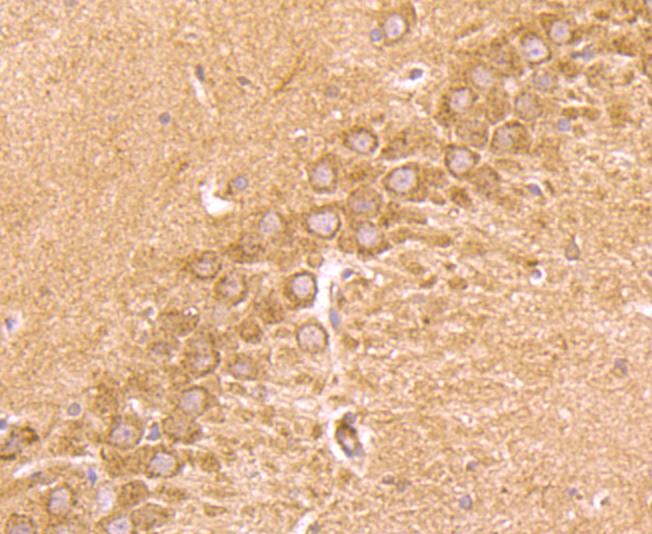 CD137 Antibody