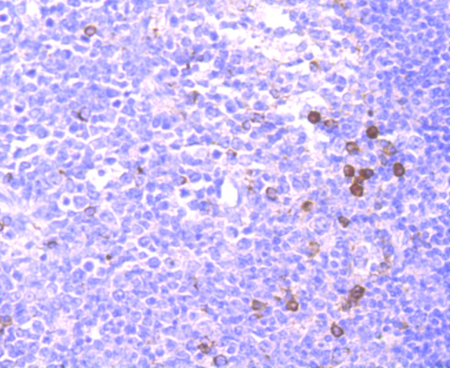 CD137 Antibody