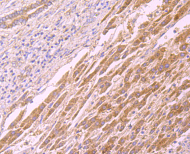 CD137 Antibody