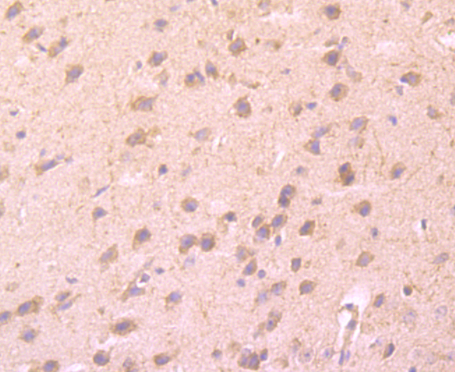 CD137 Antibody