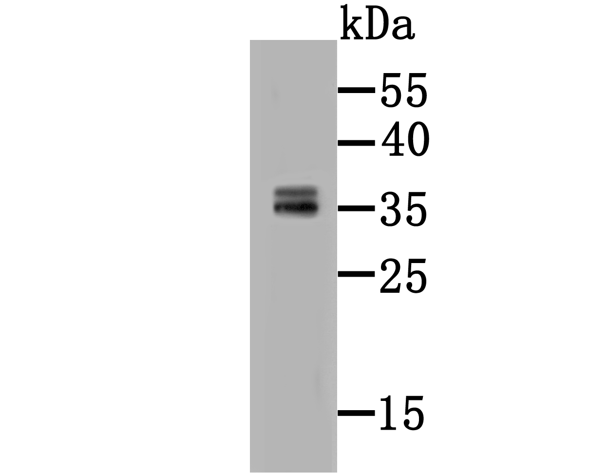 CD137 Antibody