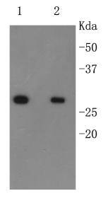 6X His-Tag HRP Antibody