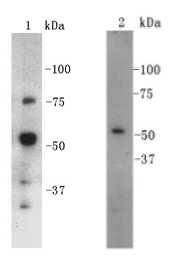 CD4 Antibody