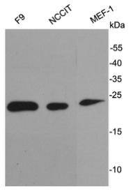 Stella Antibody