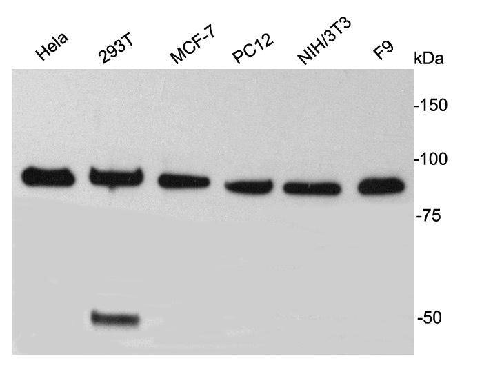 TBX3 Antibody