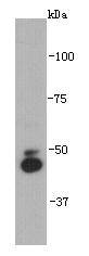 IRX2 Antibody