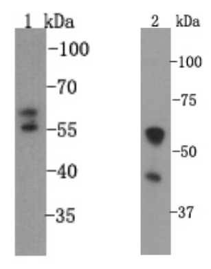 VMAT1 Antibody