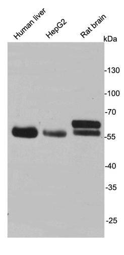 Monoamine oxidase A Antibody