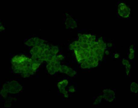 L1ORF1p Antibody