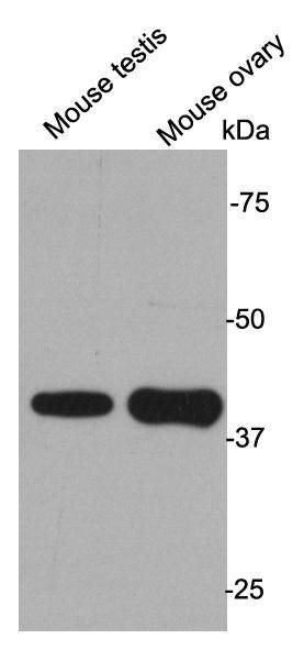 L1ORF1p Antibody