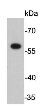 Restriction enzyme FokI(C-term) Antibody