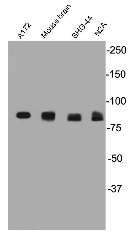 PSD95 Antibody