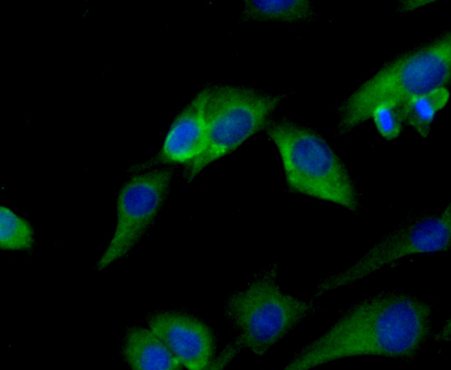 Peroxiredoxin 2/PRDX2 Antibody